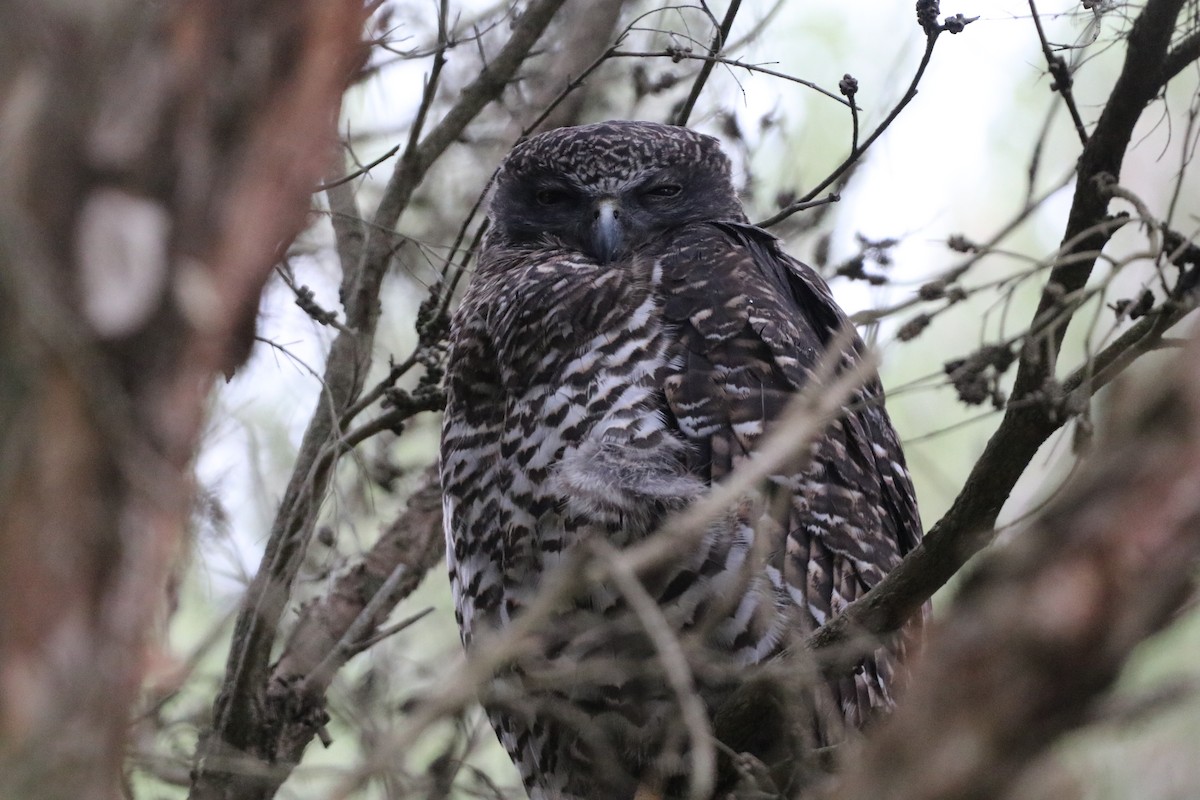 Powerful Owl - ML647699409