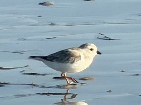 Piping Plover - ML647699416