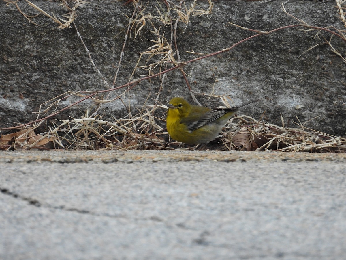 Kiefernwaldsänger - ML647699450