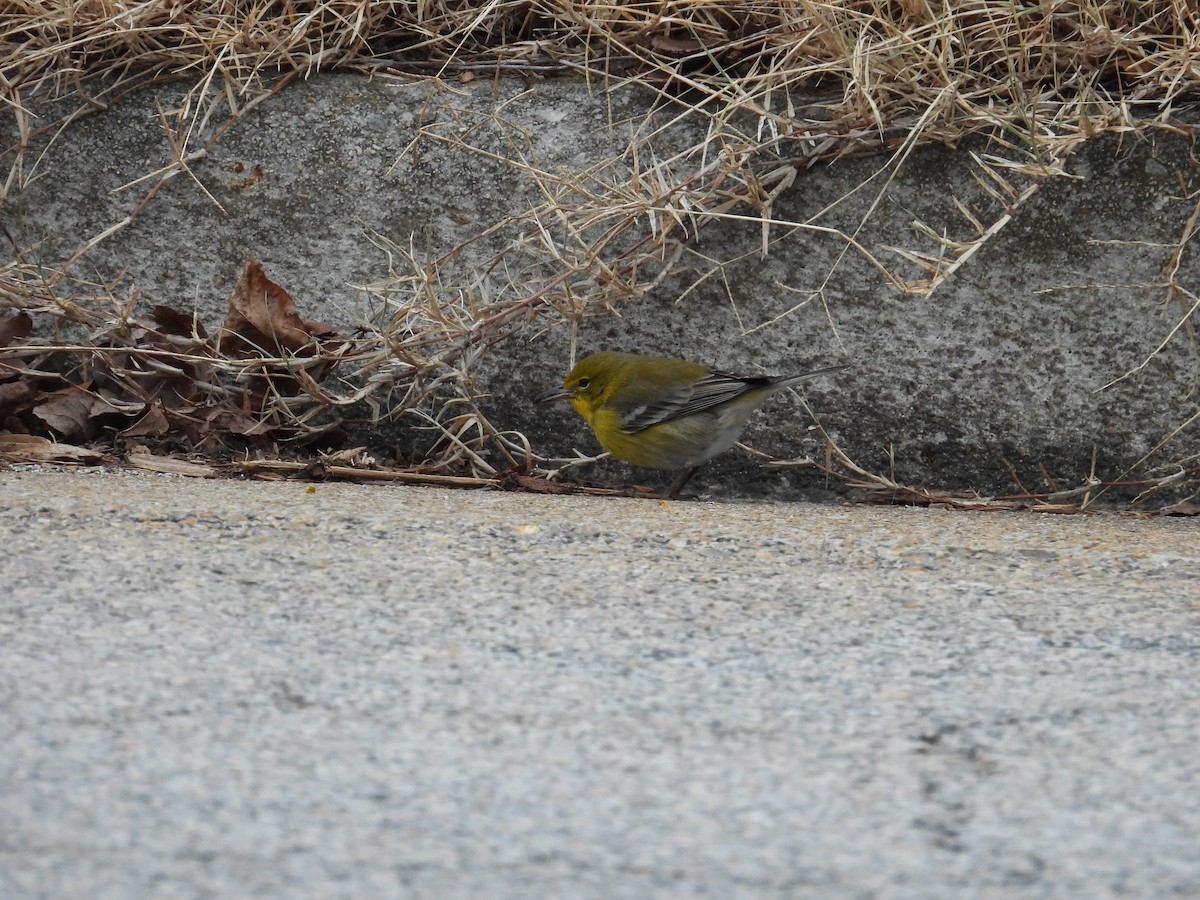 Kiefernwaldsänger - ML647699451