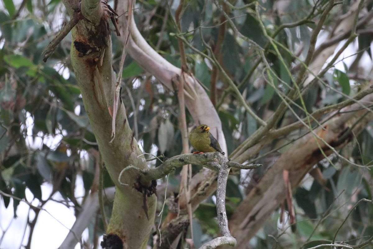 スズミツスイ - ML647699453