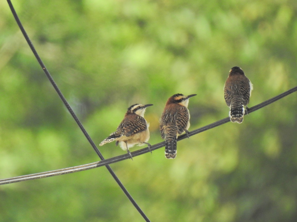 Rufous-backed Wren - ML647699477