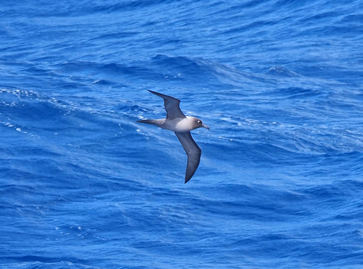 Light-mantled Albatross - ML647699487