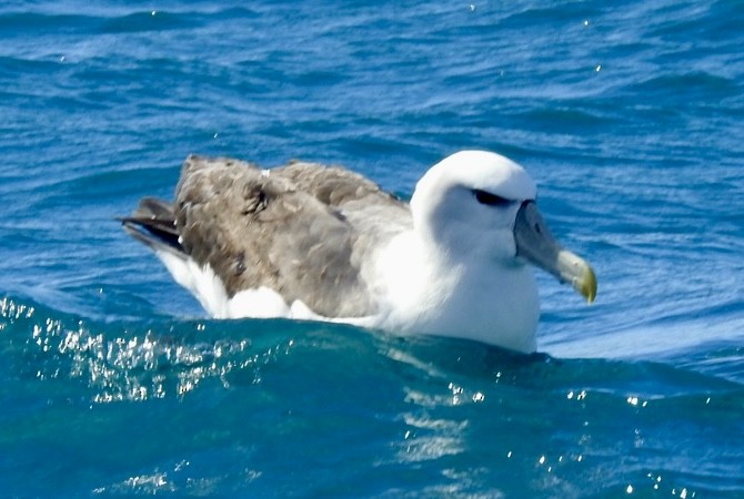 ハジロアホウドリ - ML647699498