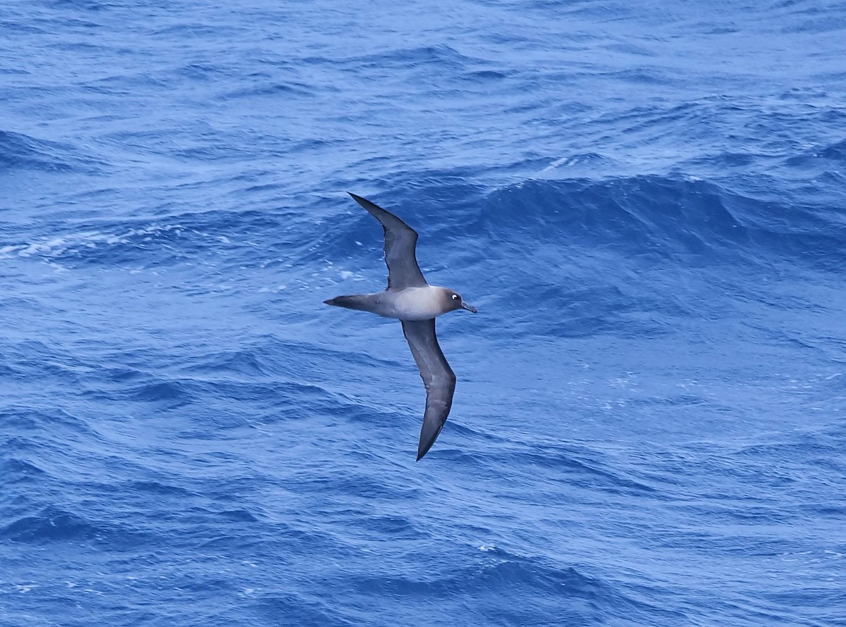 Light-mantled Albatross - ML647699524
