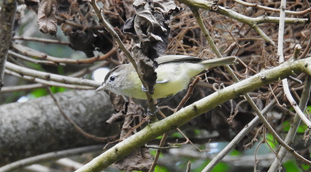 Brown-capped Vireo - ML647699526