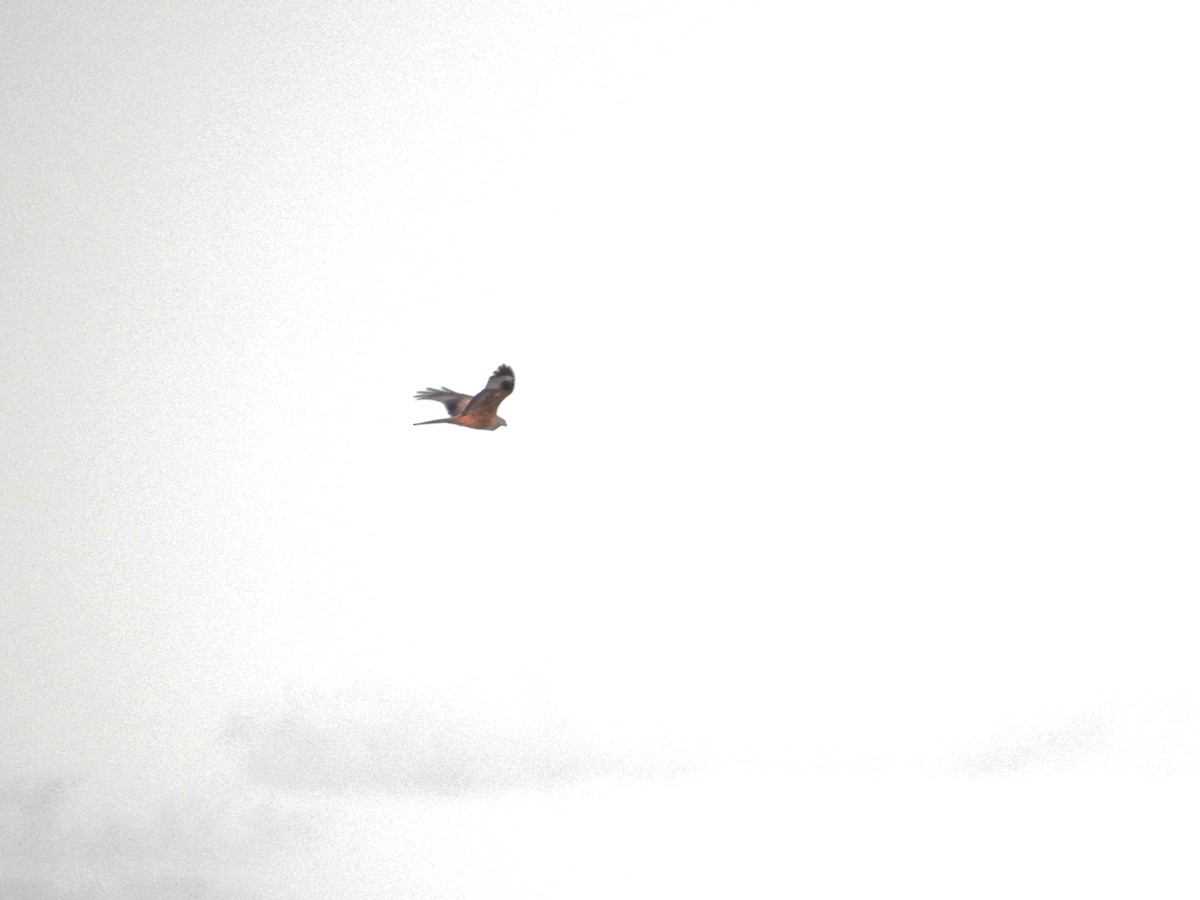 Red Kite - ML647699531