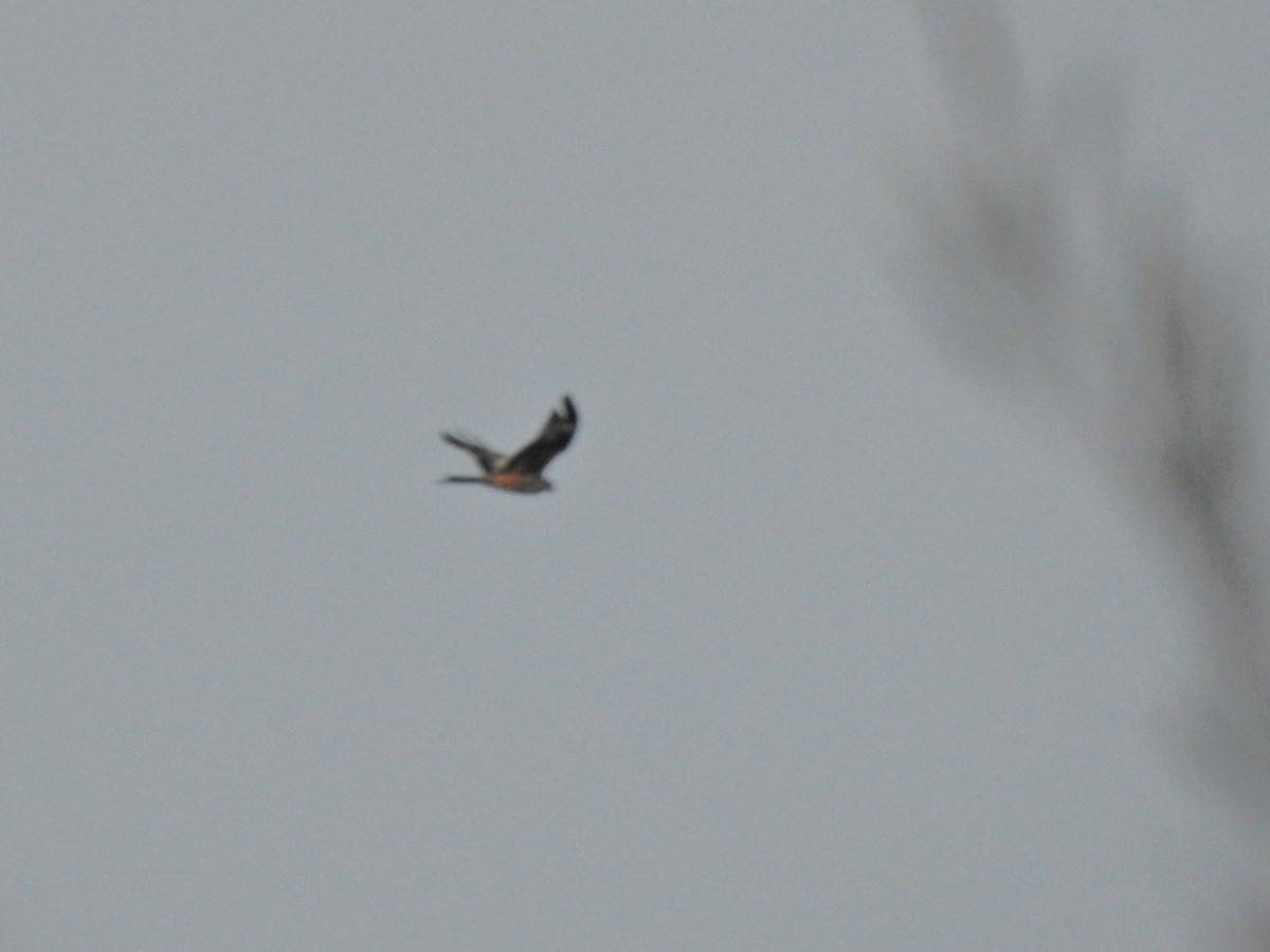 Red Kite - ML647699532