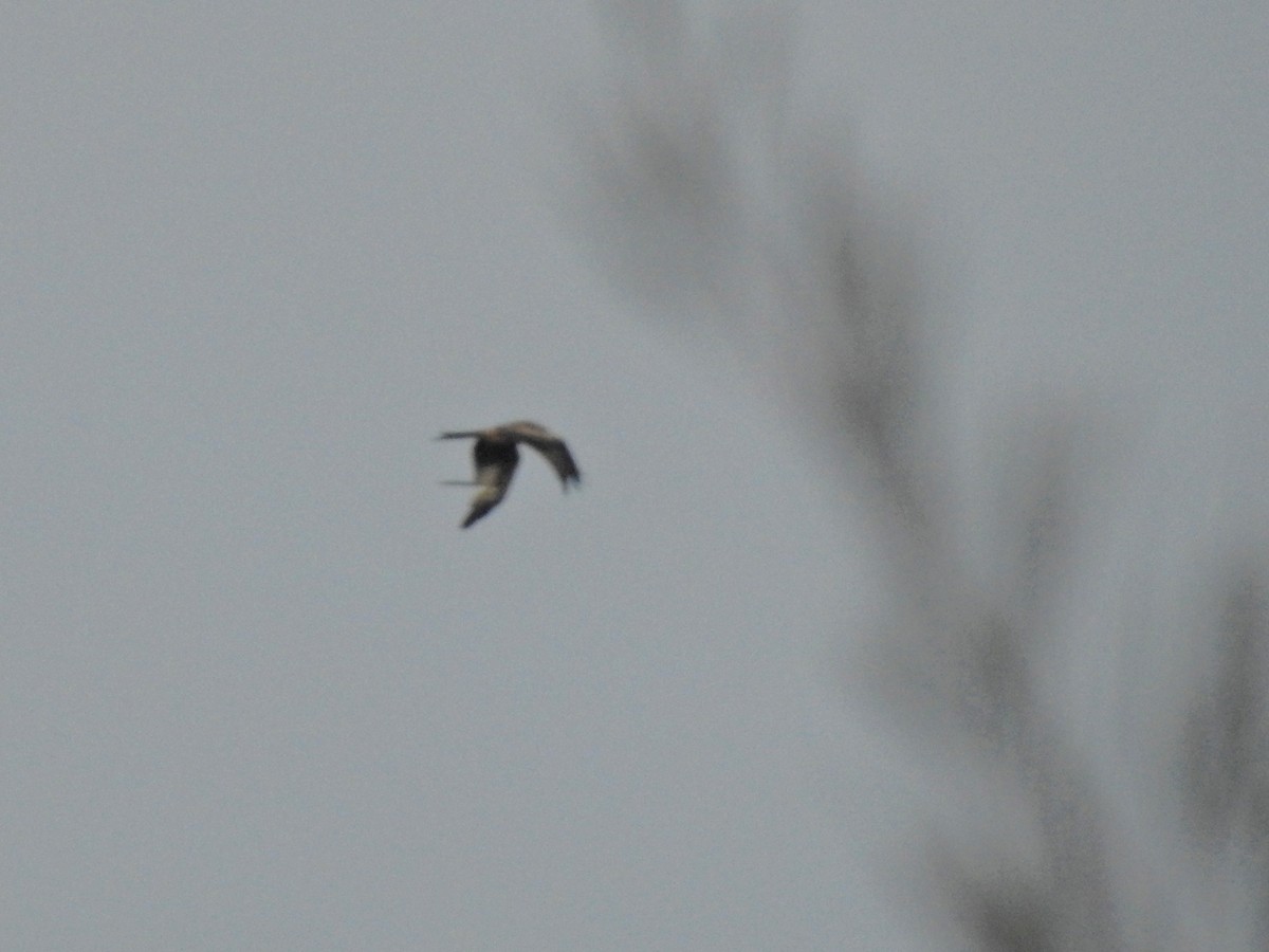 Red Kite - ML647699533