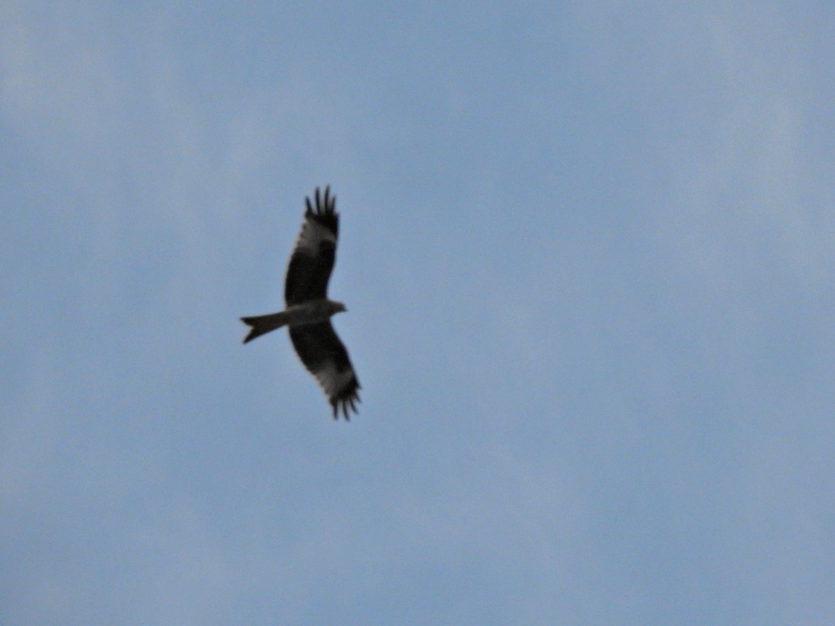 Red Kite - ML647699536