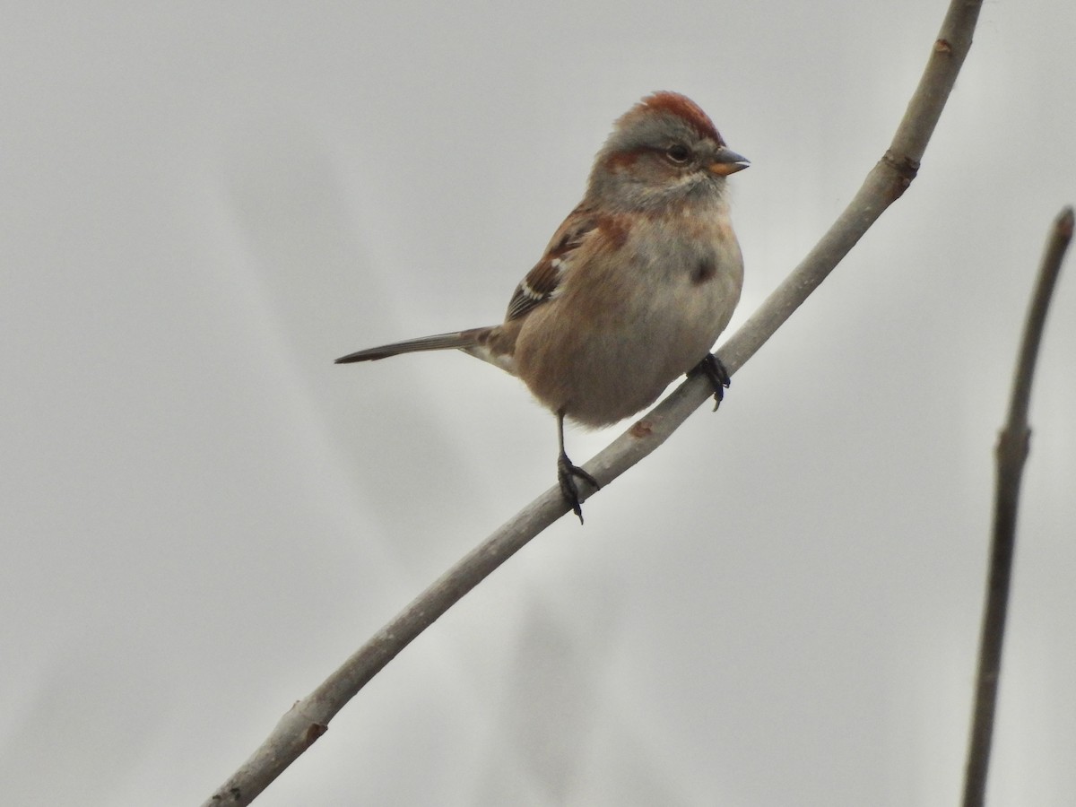 American Tree Sparrow - ML647699541