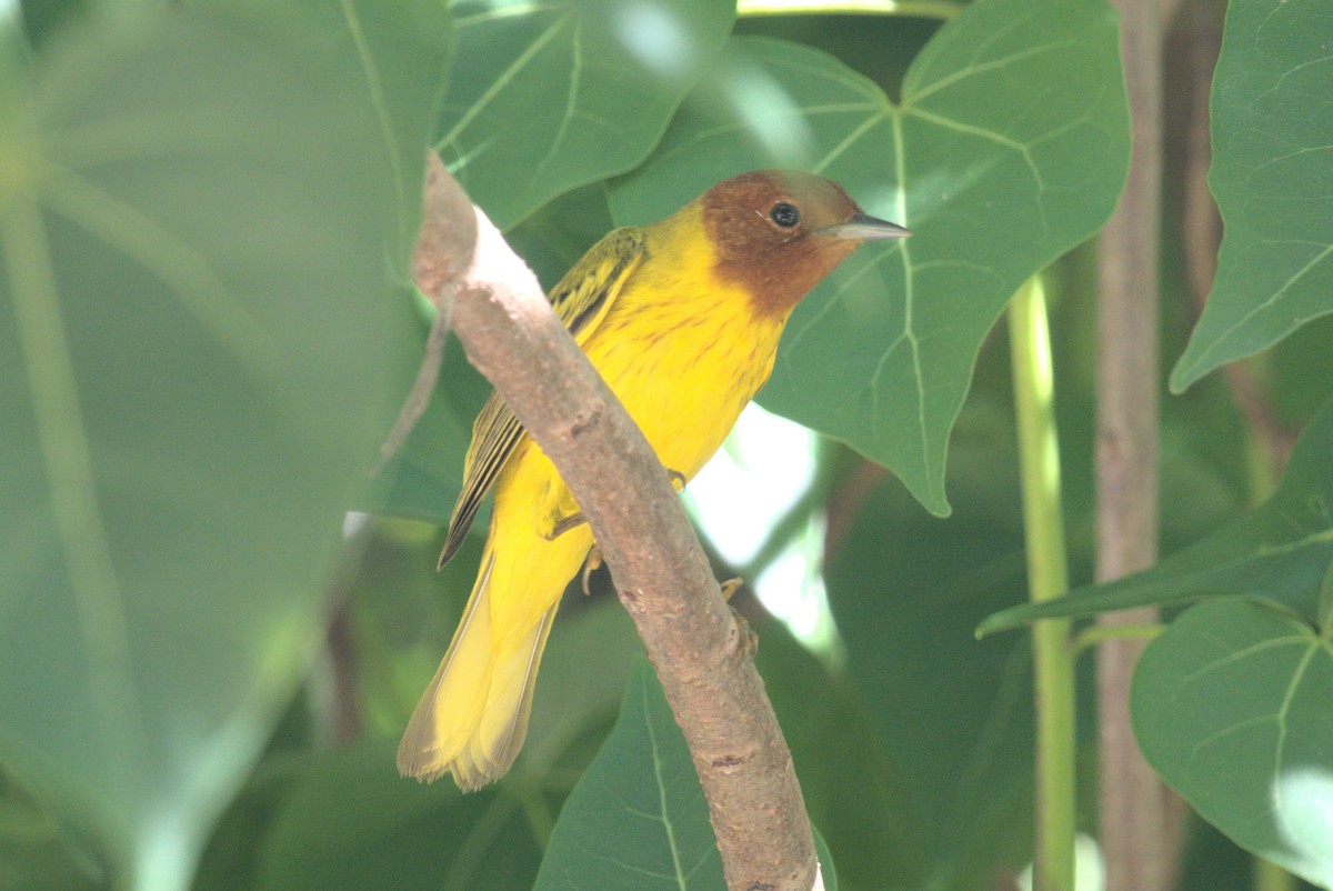 Mangrove Yellow Warbler - ML647699549