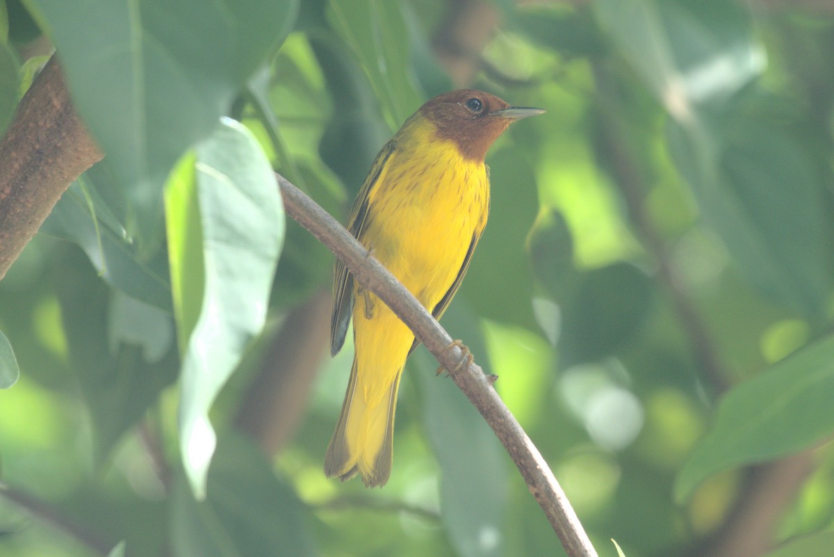 Mangrove Yellow Warbler - ML647699550
