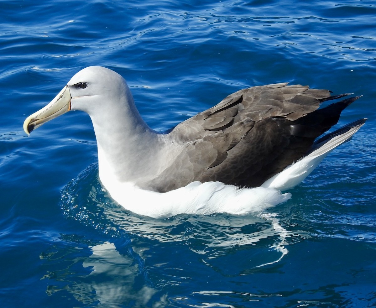 サルビンアホウドリ - ML647699556