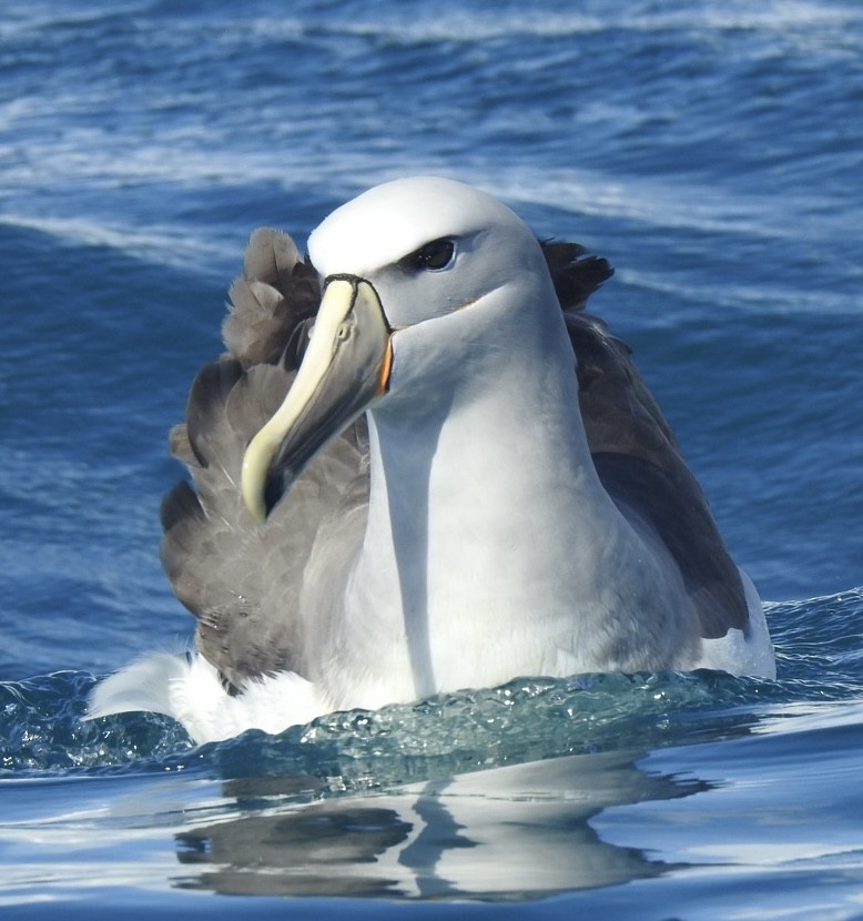 サルビンアホウドリ - ML647699557