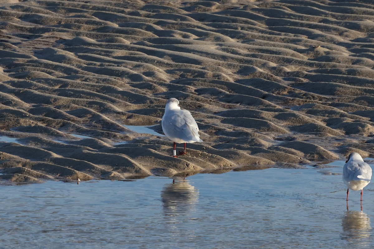 Mediterranean Gull - ML647699571