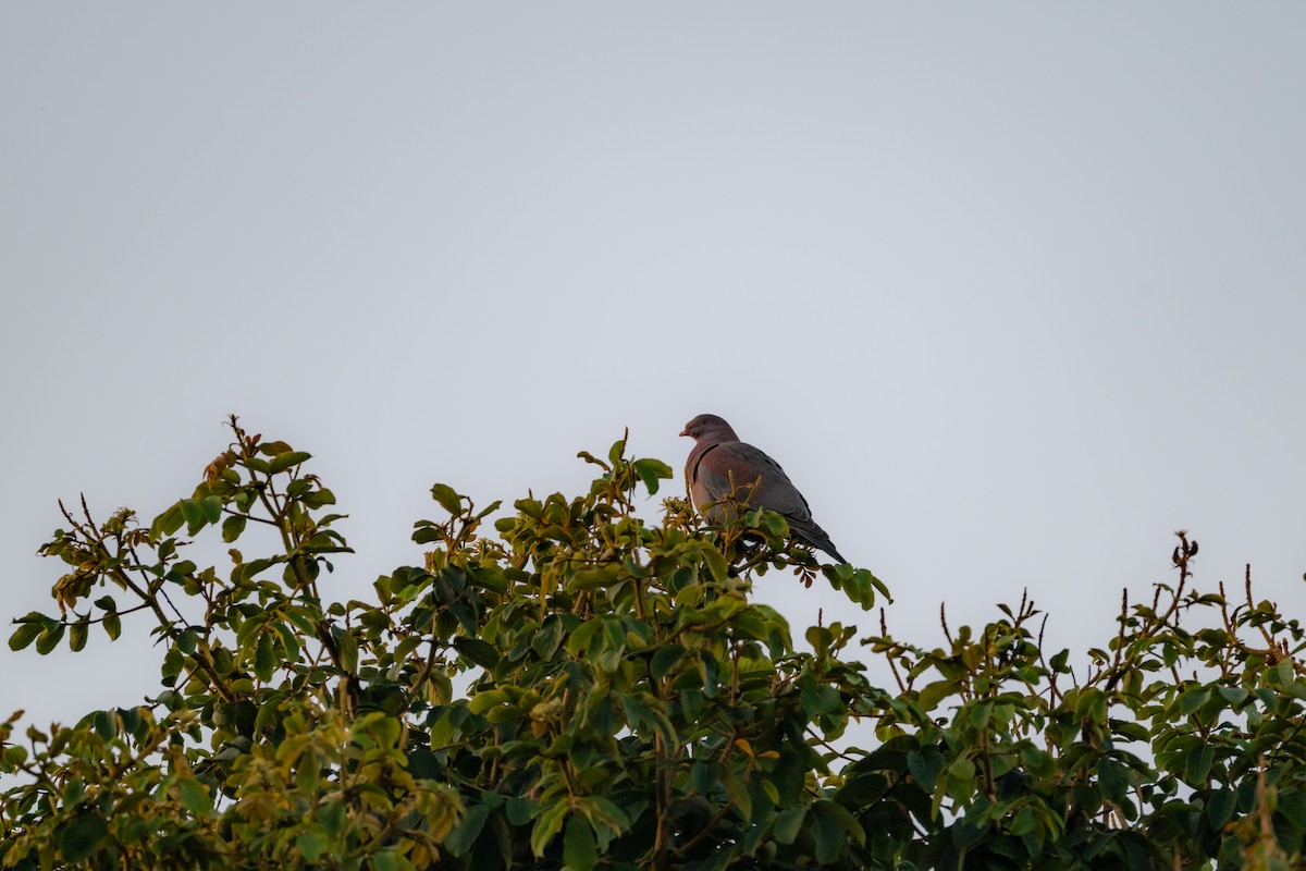 Rotschnabeltaube - ML647699581