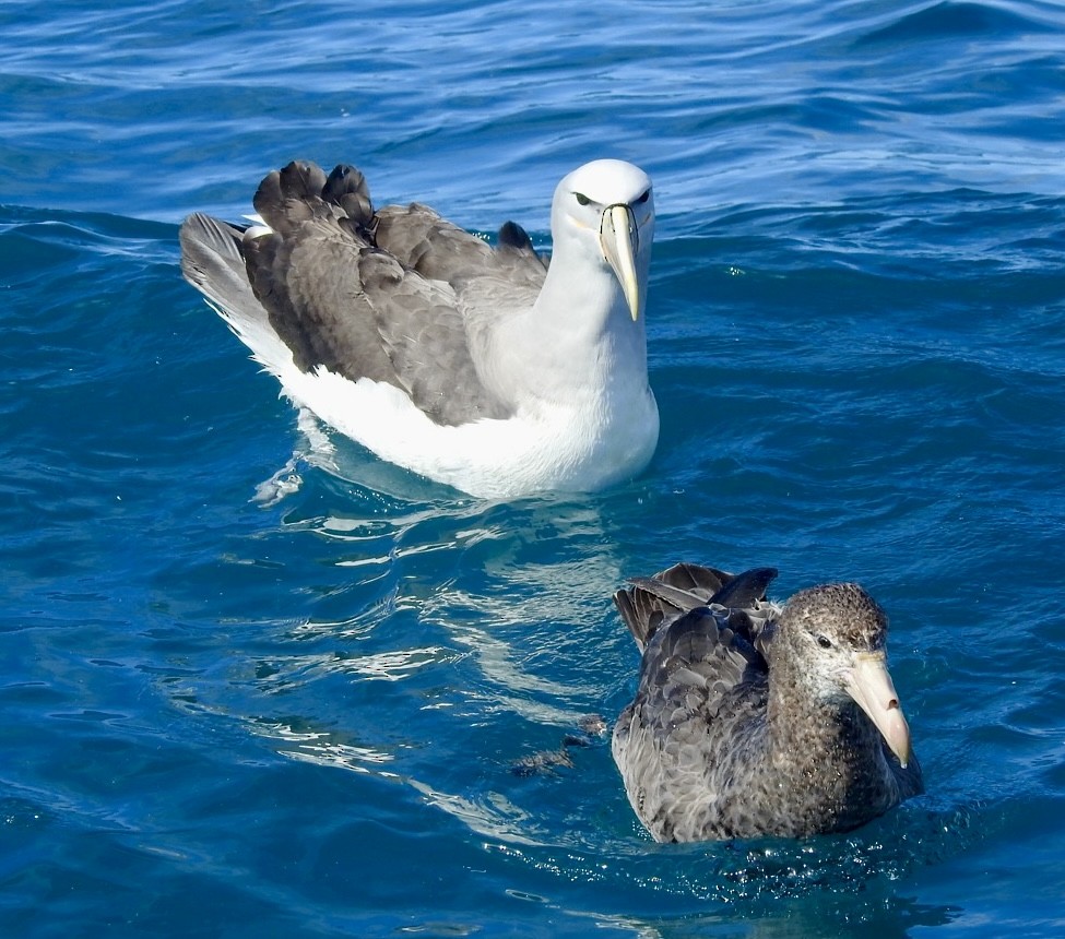 キタオオフルマカモメ - ML647699601