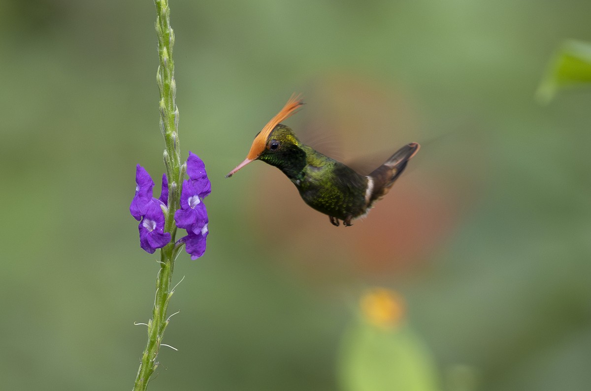 Rufous-crested Coquette - ML647699605