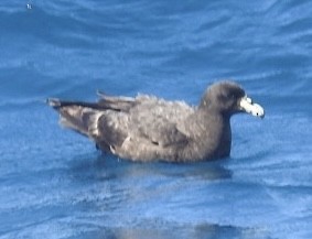 ノドジロクロミズナギドリ - ML647699640