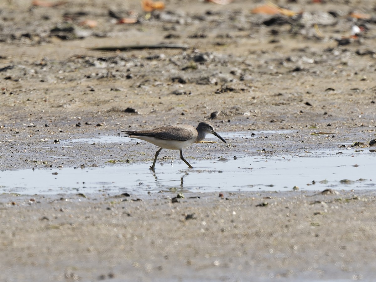 Gray-tailed Tattler - ML647699644