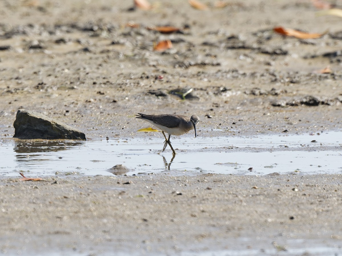 Gray-tailed Tattler - ML647699645