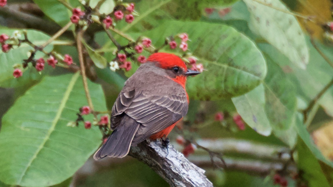 Vermilion Flycatcher - ML647699647