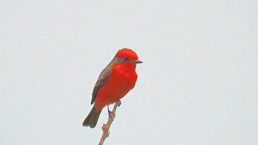 Vermilion Flycatcher - ML647699661