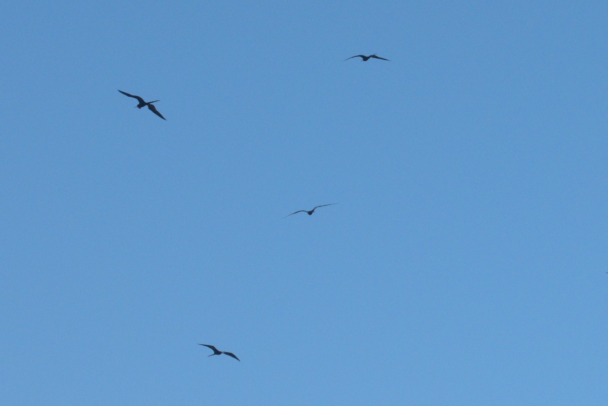 Magnificent Frigatebird - ML647699670