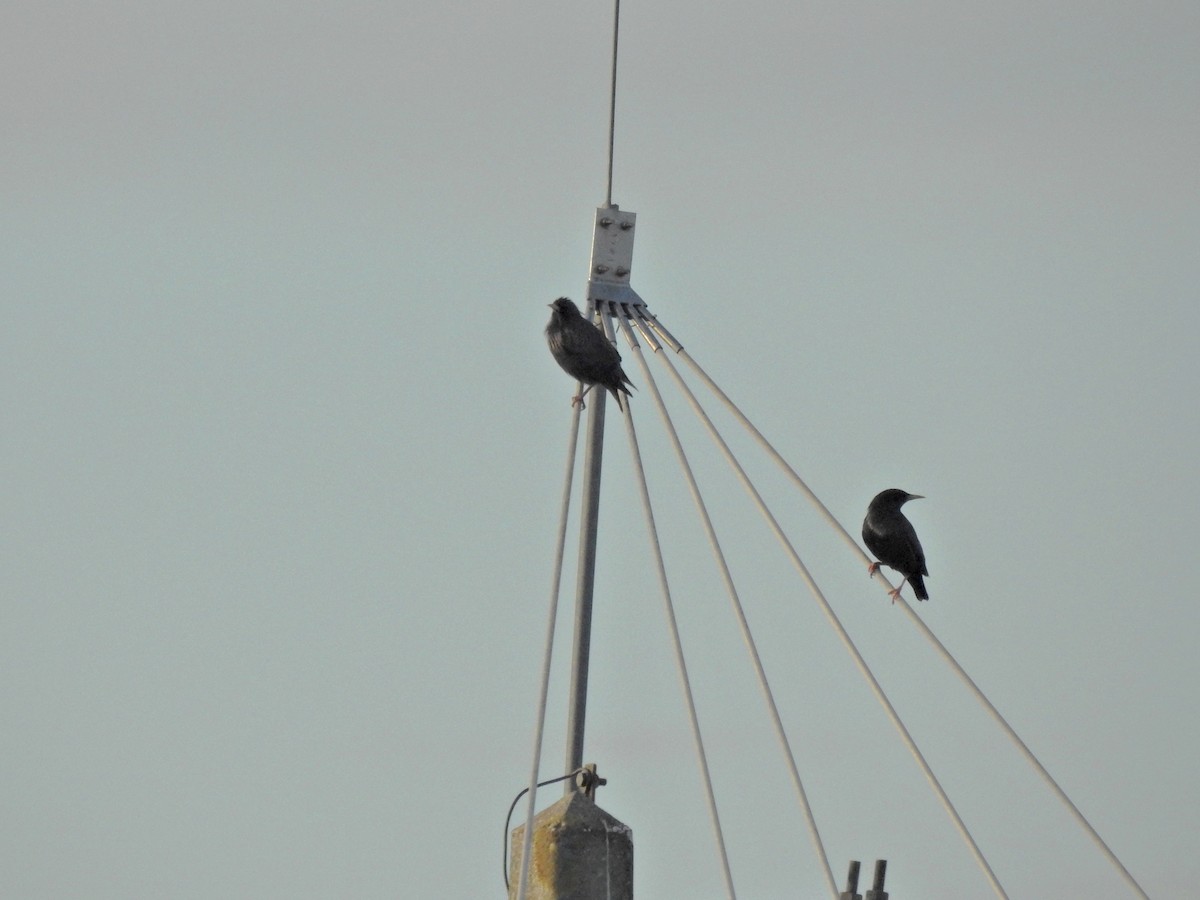 Étourneau unicolore - ML647699675