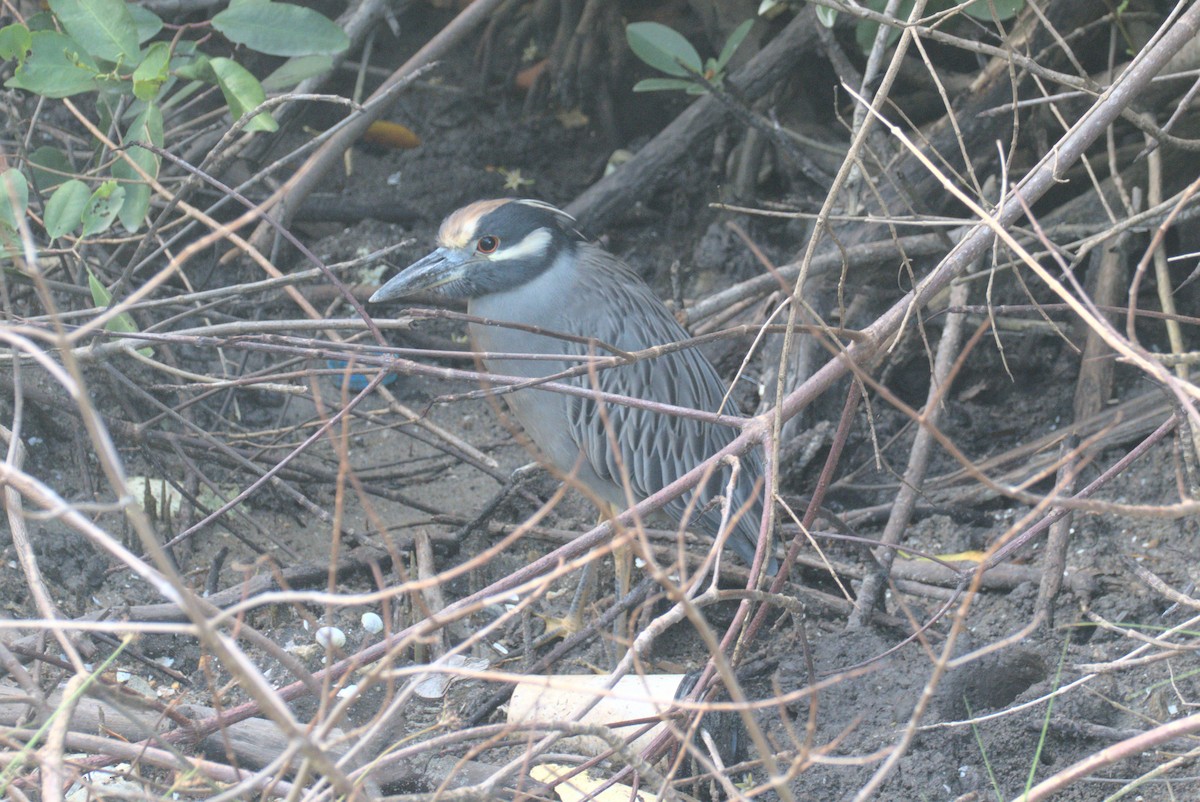 Yellow-crowned Night Heron - ML647699677
