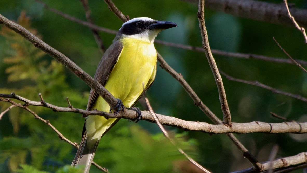 Boat-billed Flycatcher - ML647699685