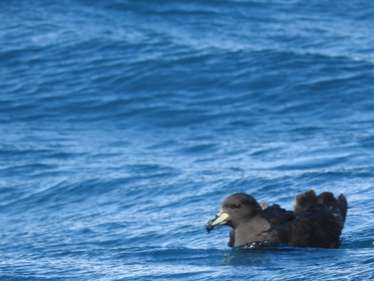 ウエストランドクロミズナギドリ - ML647699712