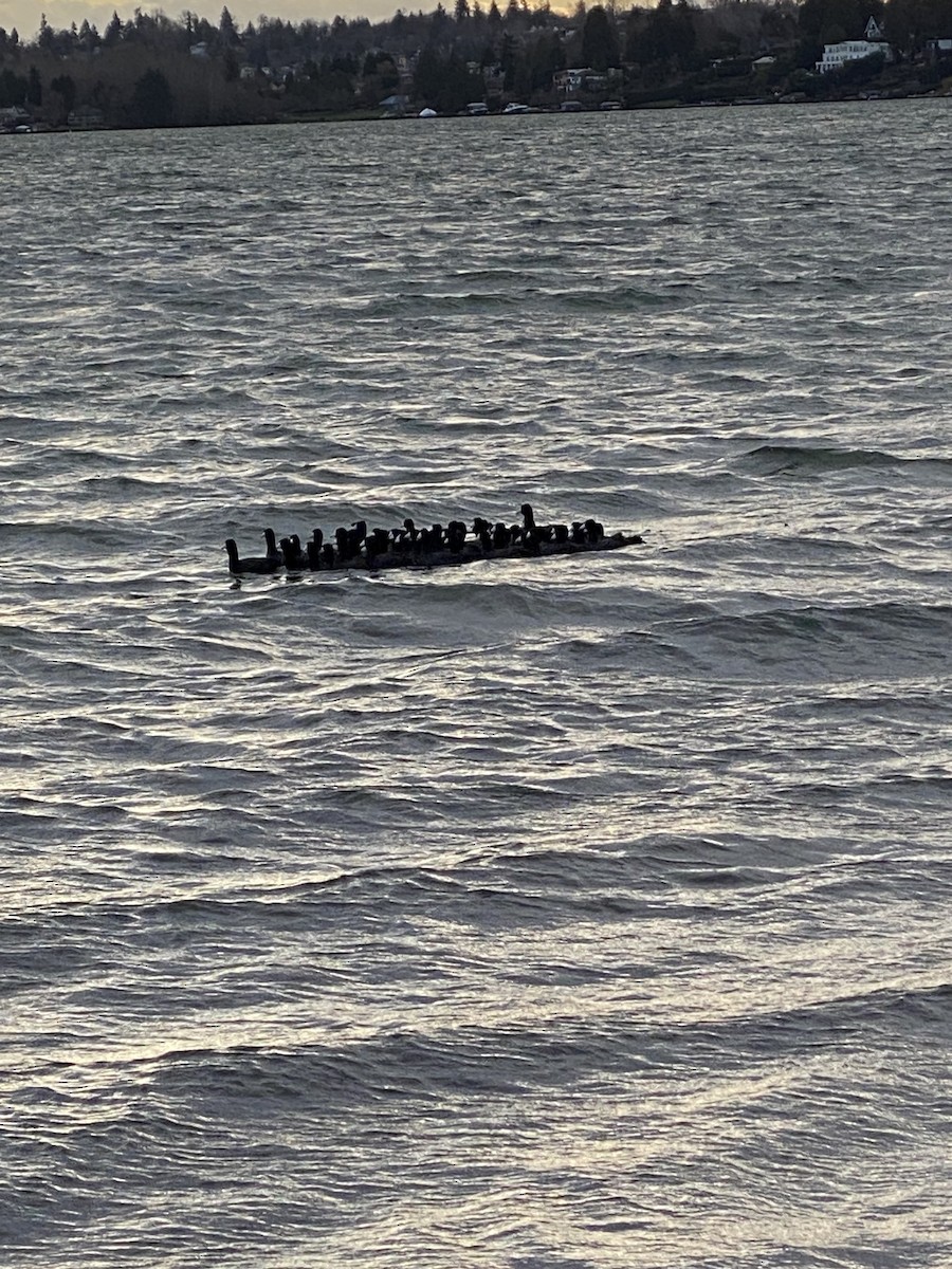 Лиска американська - ML647699746