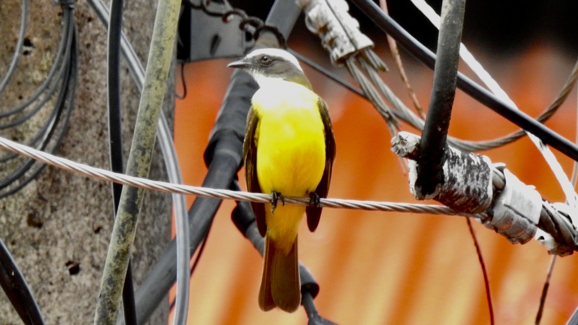 Rotscheitel-Maskentyrann - ML647699747