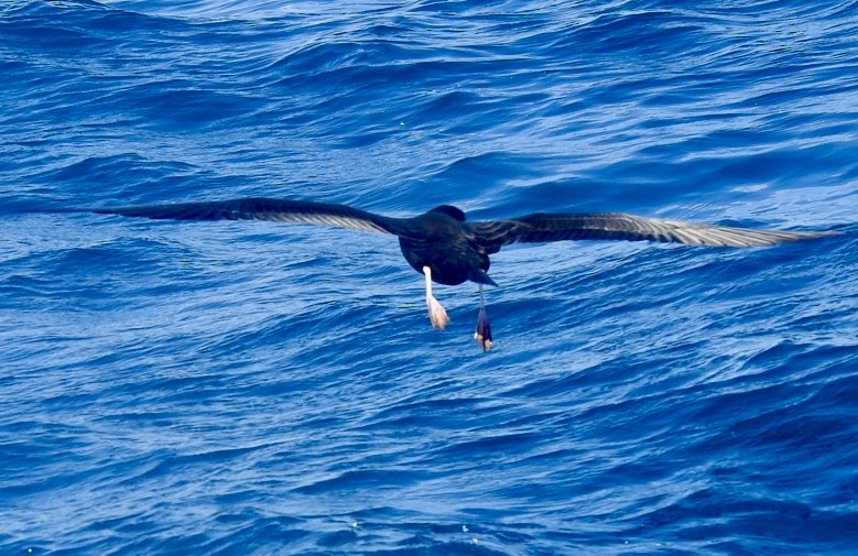 アカアシミズナギドリ - ML647699752