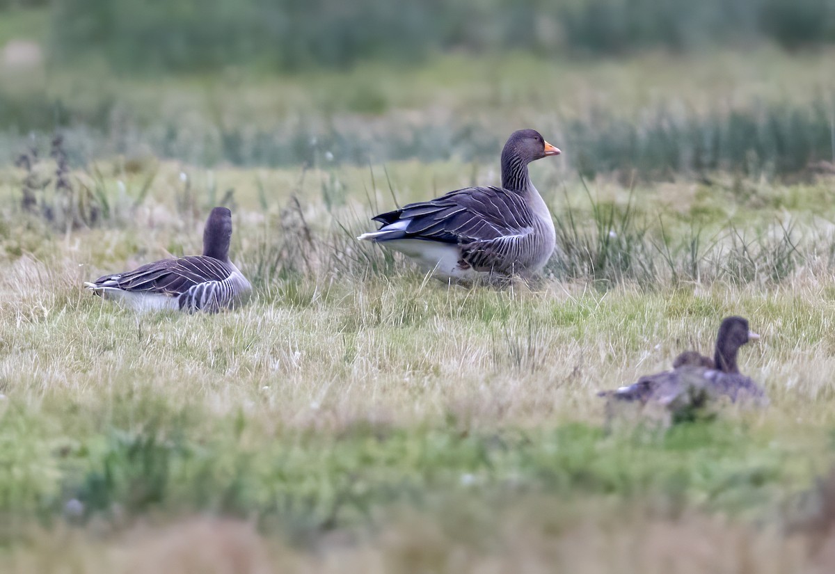 Oie cendrée - ML647699761