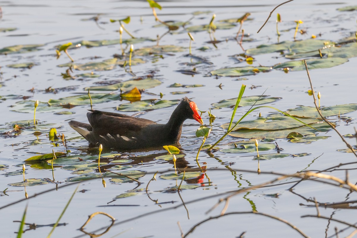 Курочка латиноамериканська - ML647699769