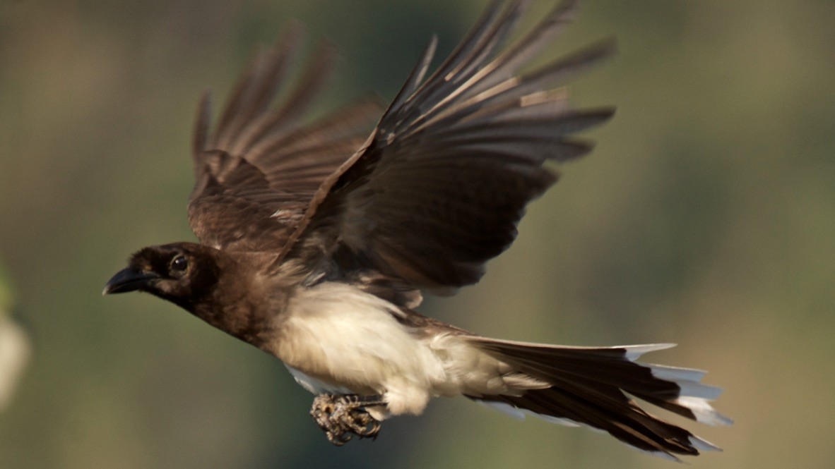 Brown Jay - ML647699772