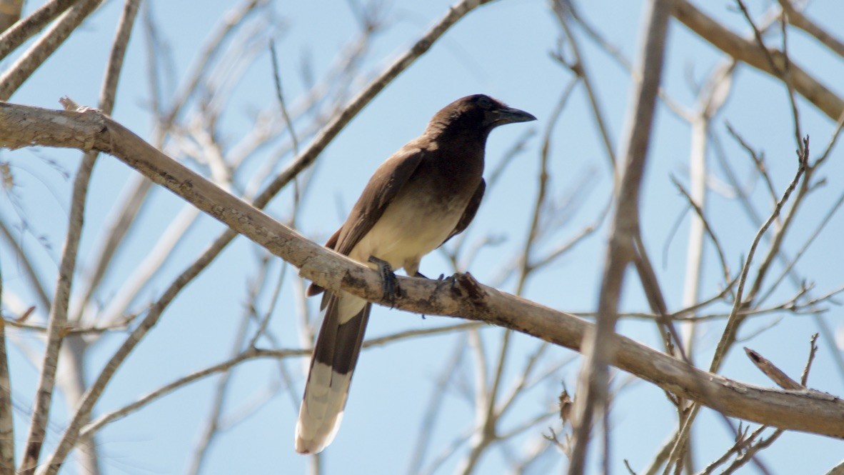 Brown Jay - ML647699778