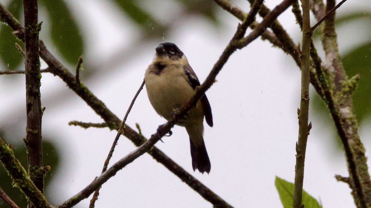 Morelet's Seedeater - ML647699796