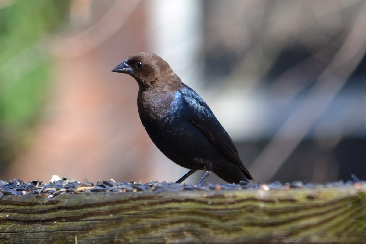 Brown-headed Cowbird - ML647699800