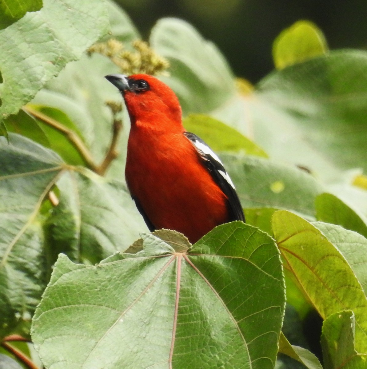White-winged Tanager - ML647699801