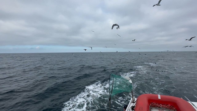 American Herring Gull - ML647699806