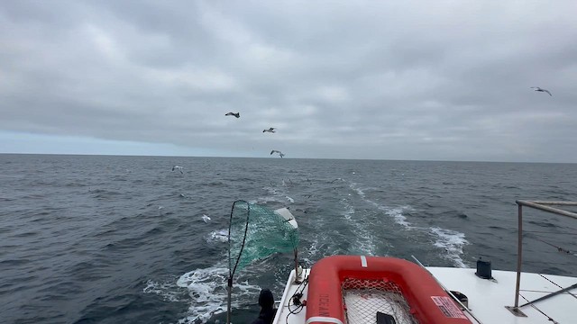 American Herring Gull - ML647699807