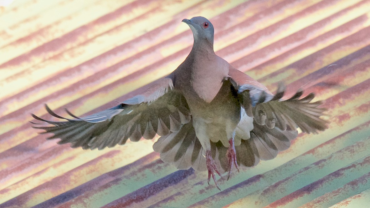 Paloma Colorada - ML647699845