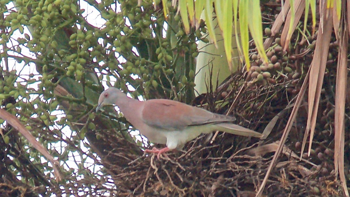 Paloma Colorada - ML647699876