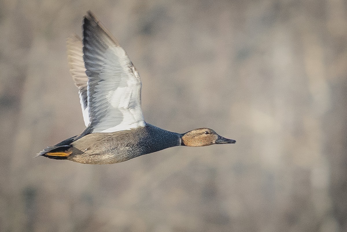 Gadwall - ML647699917