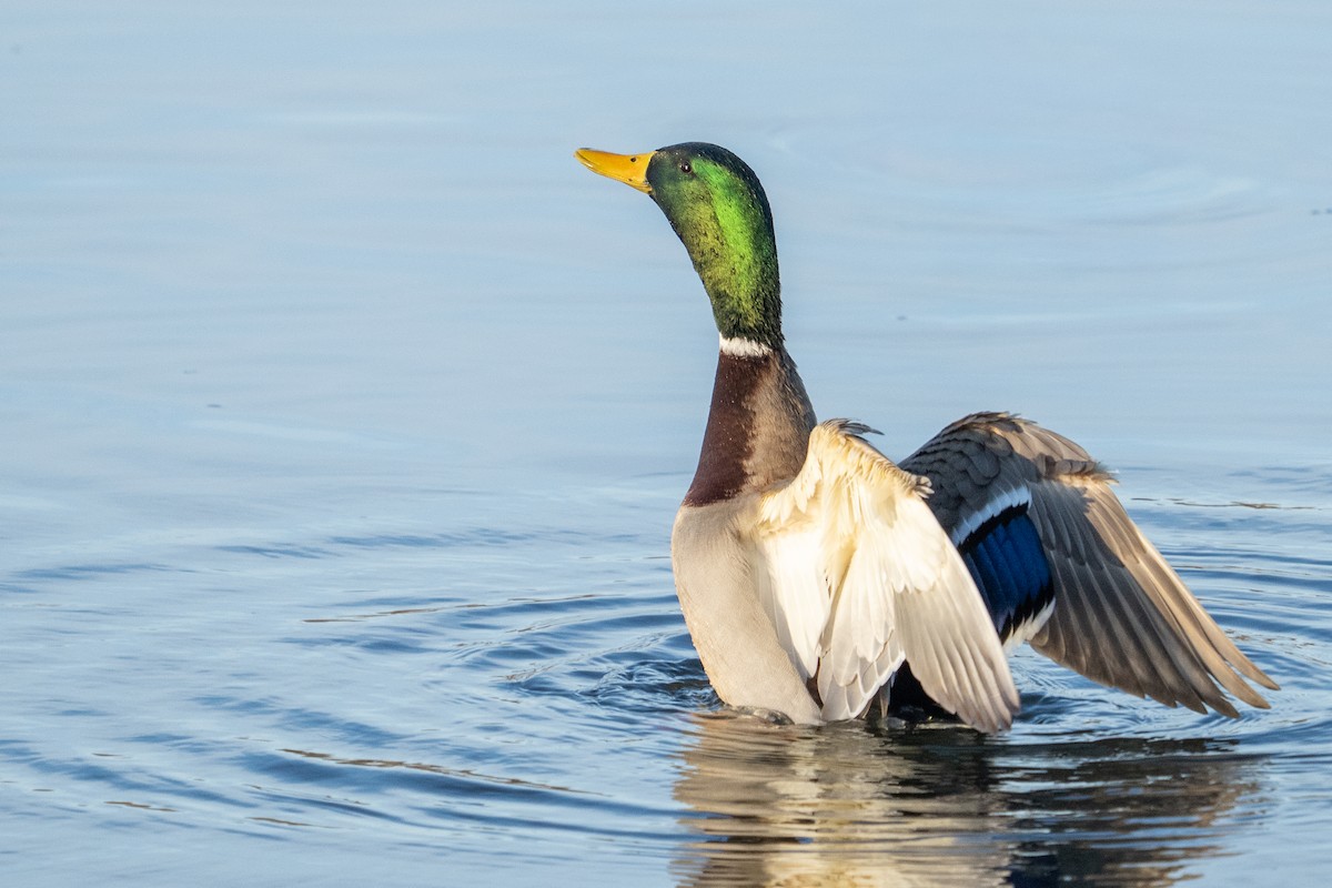 Mallard - ML647699947