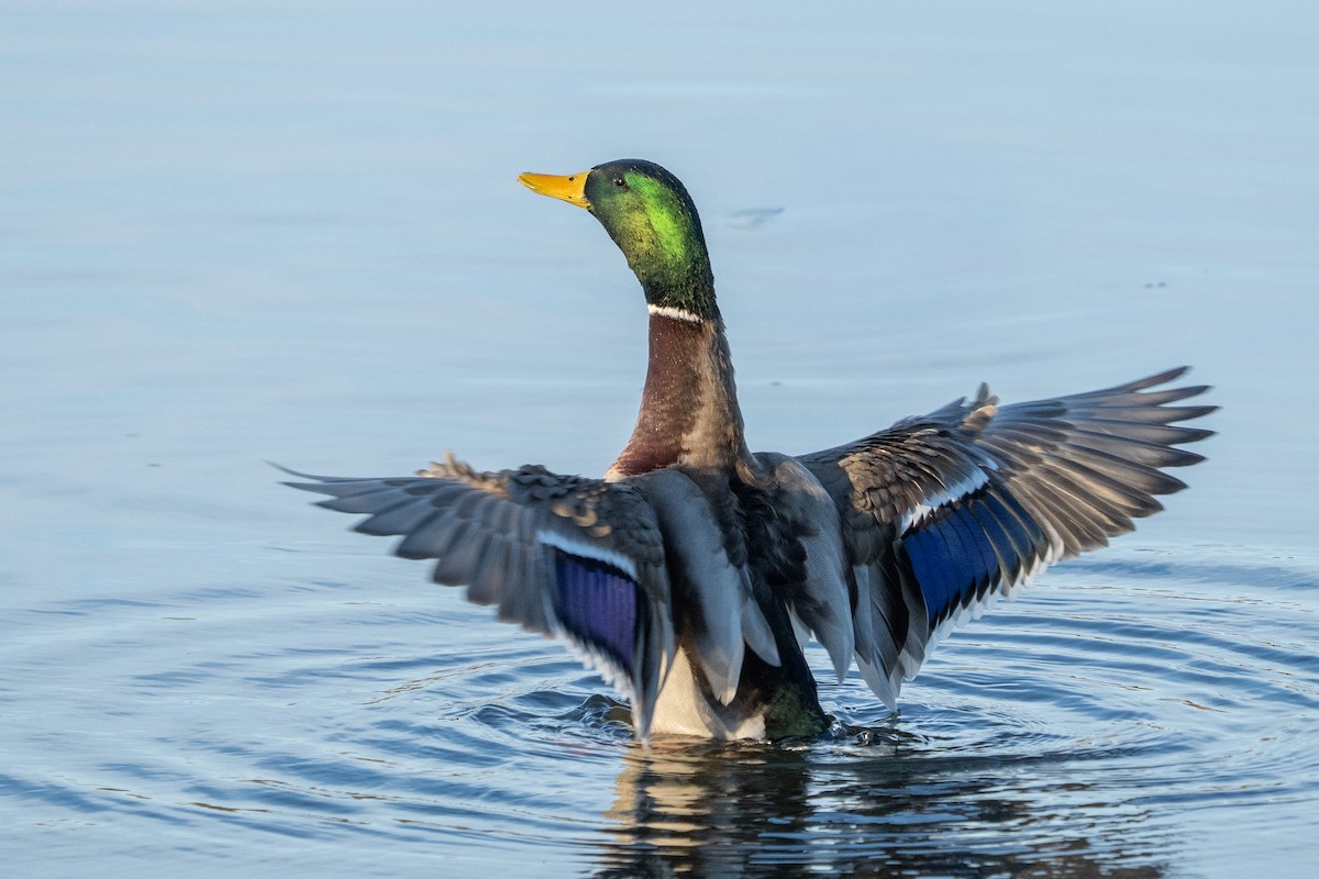 Mallard - ML647699948